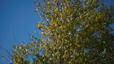Mont Belvieu Outdoor Activities Hackberry Park trees